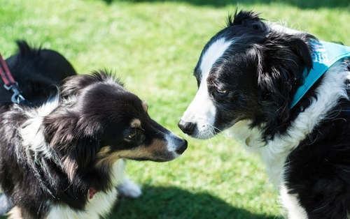 RSPCA Fun Dog Show on 18/06/2016, RSPCA Chesterfield & North Derbyshire ...