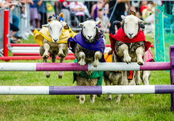The UK&#39;s Biggest Pet Show Returns In August With A Packed Programme And Hundreds Of Attractions