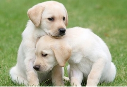 Royal Leamington Spa Guide Dogs National Open Day &amp; Car Boot - Warwickshire